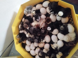 găini de rasă  - imagine 5