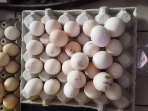 găini de rasă  - imagine 4