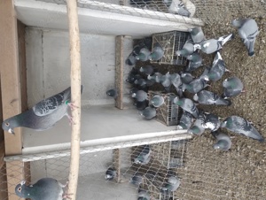 porumbei voiajori  - imagine 2