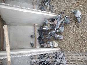 porumbei voiajori  - imagine 3