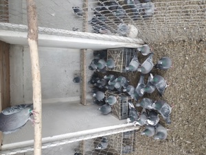 porumbei voiajori  - imagine 5