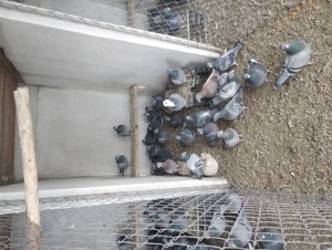 porumbei voiajori  - imagine 4