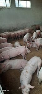 purcei si porci 25-170 kg  - imagine 3