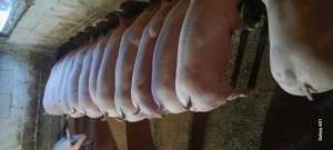 purcei si porci 25-170 kg 