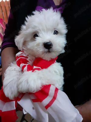 Bichon maltez 