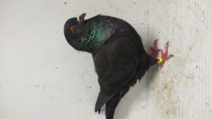 Vand porumbei king - imagine 4