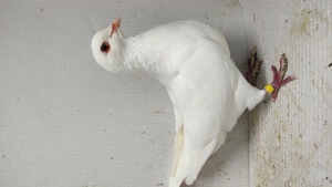 Vand porumbei king - imagine 3