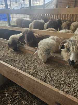 Achiziti miei din toată România