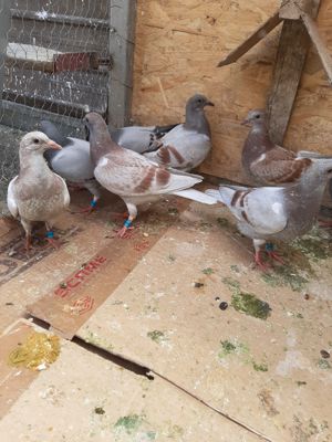 Pui porumbei voiajori, culori deosebite. - imagine 3