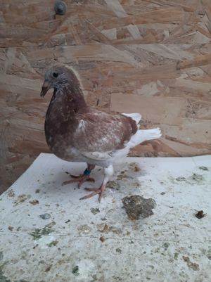 Pui porumbei voiajori, culori deosebite. - imagine 4