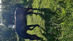 Vând manza 4 ani  - imagine 2