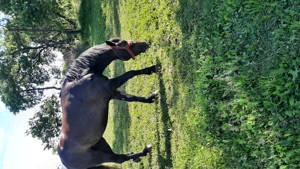 Vând manza 4 ani  - imagine 3