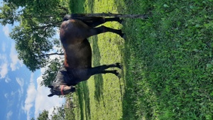 Vând manza 4 ani  - imagine 4