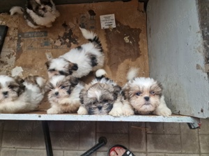 Vând căței shitzu  - imagine 3