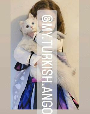 Angora Turceasca   CEACARA - imagine 8