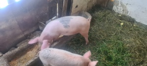 porc de vanzare - imagine 2