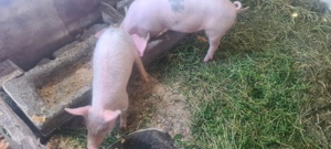 porc de vanzare - imagine 3