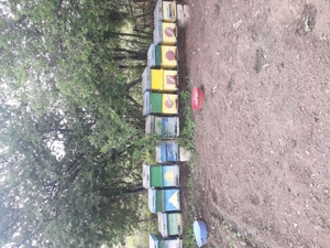 vand miere - imagine 2