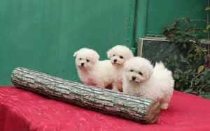 Disponibili pui Bichon Frise - imagine 5