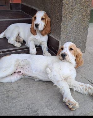 Vand cocker spaniel - imagine 3