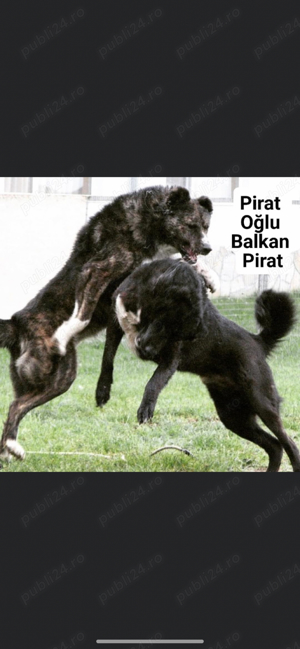 fiica Padisah nepoată Pirat  - imagine 3