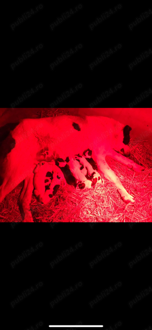 fiica Padisah nepoată Pirat  - imagine 2