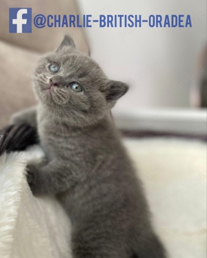 pui băiețel BRITISH  * de la crescator ORADEA 