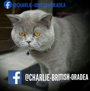 pui băiețel BRITISH  * de la crescator ORADEA  - imagine 4