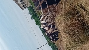 personal pentru intretinere vaci - imagine 2