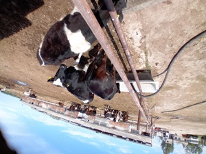 personal pentru intretinere vaci - imagine 3