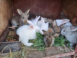 Vand iepurasi - imagine 2