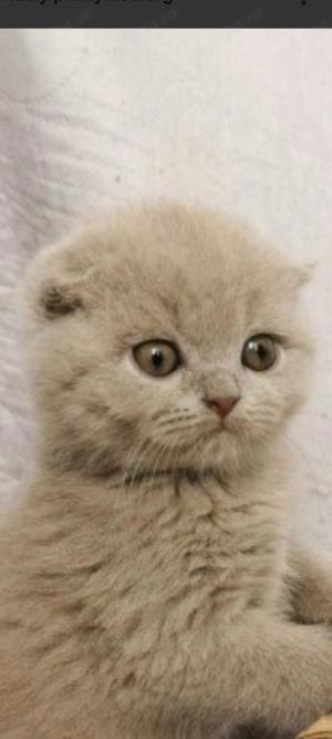 Pisoi scottish fold lila - imagine 2