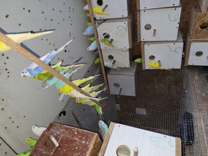 Papagali peruși  - imagine 2