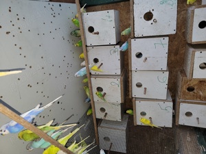 Papagali peruși  - imagine 4