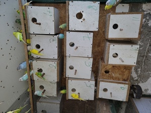 Papagali peruși  - imagine 3