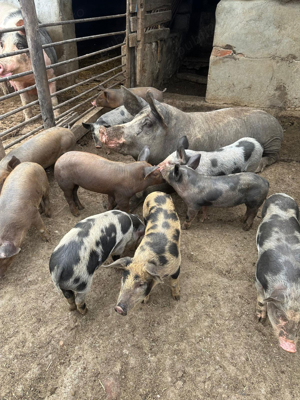 Vand Purcei crescuti in ograda - imagine 5