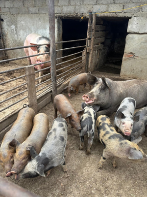 Vand Purcei crescuti in ograda - imagine 3