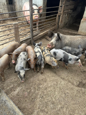 Vand Purcei crescuti in ograda - imagine 2