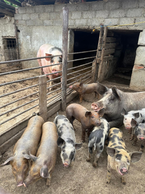 Vand Purcei crescuti in ograda - imagine 4