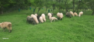 Berbecuți și oi cu mieluțe - imagine 3