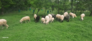 Berbecuți și oi cu mieluțe - imagine 5