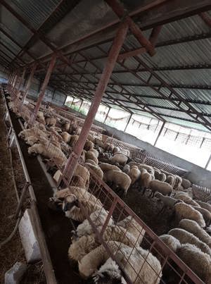 Achiziționăm miei din toată România 