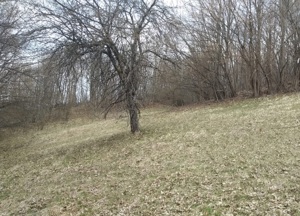 Teren Podu Cheii ,comuna Brebu 6333 mp,(Valea Prahovei,Valea Doftanei Paltinu)2437 mp padure