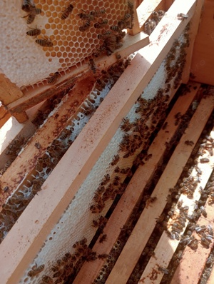 Miere si produse apicole direct de la producator - imagine 7