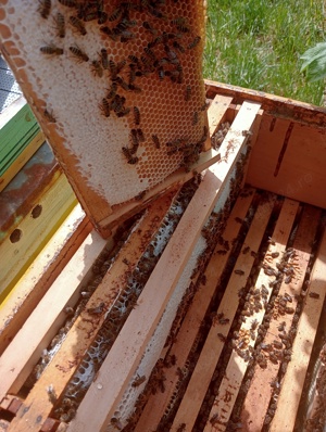 Miere si produse apicole direct de la producator - imagine 9