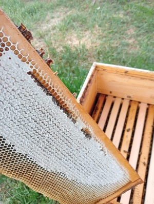 Miere si produse apicole direct de la producator - imagine 5