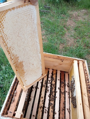 Miere si produse apicole direct de la producator - imagine 8