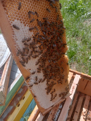 Miere si produse apicole direct de la producator - imagine 6