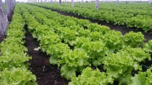 Agricultura-Germania 2025 - imagine 4