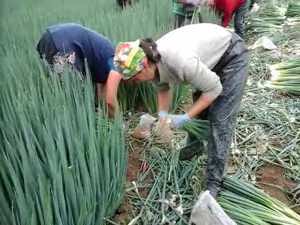 Agricultura-Germania 2025 - imagine 3